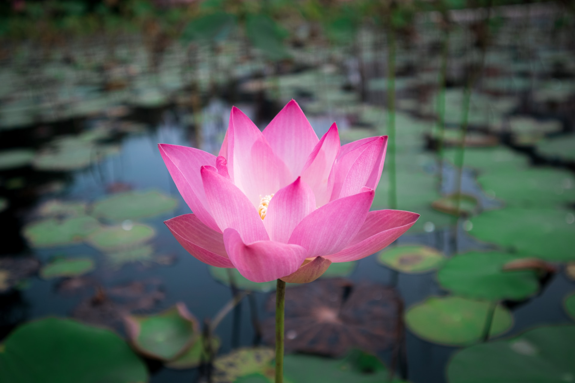 Calm Unity - Lotus Flower - irish83